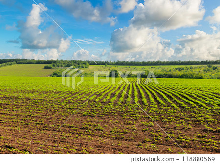 Sunflowers field and blue sky. Sunflowers field and blue sky. 118880569