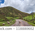 Alpacas in a colorful valley near Cusco, Peru 118880602