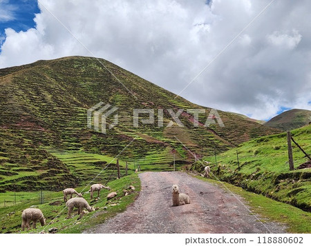 Alpacas in a colorful valley near Cusco, Peru 118880602