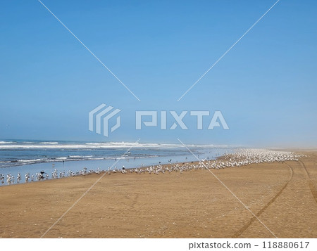Beach with thousands of birds in southern Peru Beach with thousands of birds in southern Peru 118880617