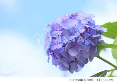 晴朗的天空和繡球花 晴朗的天空和繡球花 118880760