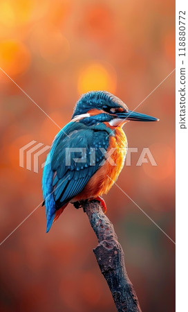 Wildlife photography, A kingfisher bird sitting on a stick, From the side, With a beautiful background and beautiful colors 118880772