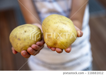 Closeup view of childs hands holding potatoes Closeup view of childs hands holding potatoes 118881012
