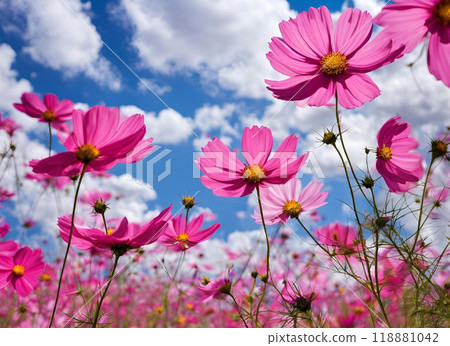 Cosmos farm in blue sky 118881042