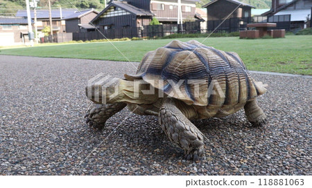 Giant tortoise Giant tortoise 118881063