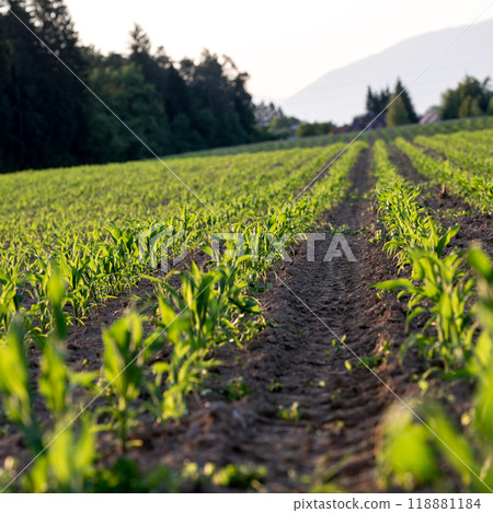 Corn field in late spring Corn field in late spring 118881184