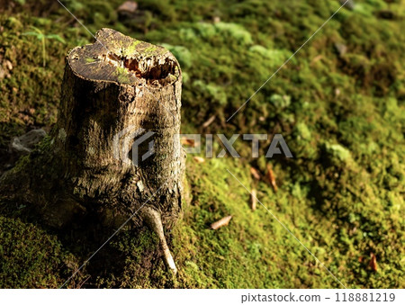 日本花園長滿青苔的樹樁 118881219