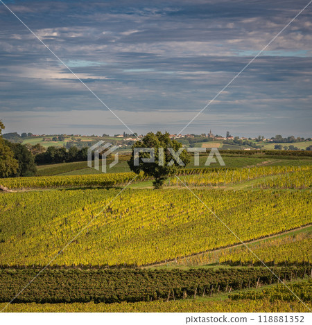 Sunset landscape bordeaux wineyard france, europe Nature Sunset landscape bordeaux wineyard france, europe Nature 118881352