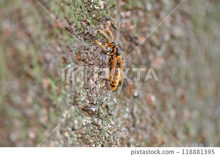 Polistes jokahamae Polistes jokahamae 118881395