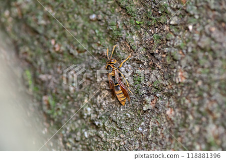 Polistes jokahamae Polistes jokahamae 118881396
