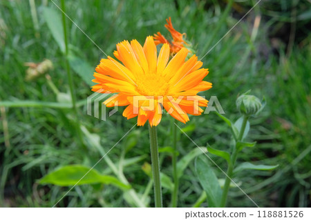 Flower of Calendula officinalis is growing in garden. Countryside garden. Bright floral background. Blooming daisy. Medicine wildflowers in meadow. Flower of Calendula officinalis is growing in garden. Countryside garden. Bright floral background. Blooming daisy. Medicine wildflowers in meadow. 118881526