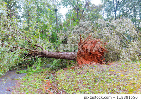 As result of hurricane winds, trees were uprooted broken fell on road As result of hurricane winds, trees were uprooted broken fell on road 118881556