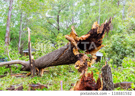 Storm hurricane caused uprooted broken trees to fall onto road Storm hurricane caused uprooted broken trees to fall onto road 118881582