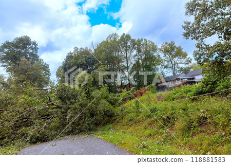 During storm hurricane, trees uprooted broken fallen by strong winds fell onto road 118881583