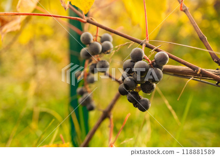 Vineyards in autumn harvest. Ripe grapes in fall. 118881589