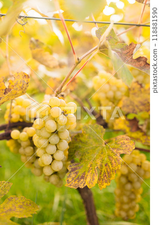 Harvesting white grape in the vineyard by sunny weather Harvesting white grape in the vineyard by sunny weather 118881590