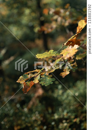 Autumn leaves on the sun. Fall blurred background. Autumn leaves on the sun. Fall blurred background. 118881592