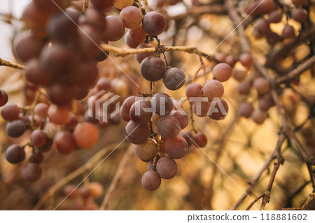 Vineyards at sunset in autumn harvest. Ripe red grape ready to harvest in fall 118881602