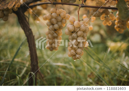 Harvesting white grape in the vineyard by sunny weather Harvesting white grape in the vineyard by sunny weather 118881603