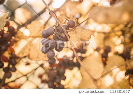 Vineyards at sunset in autumn harvest. Ripe red grape ready to harvest in fall 118881607