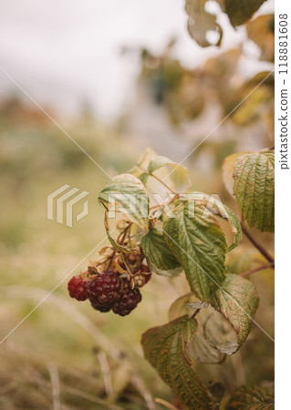 Red raspberries in sunny garden, close up. branch of ripe raspberries in plantation. Red sweet berries growing on raspberry bush in fruit garden. Red raspberries in sunny garden, close up. branch of ripe raspberries in plantation. Red sweet berries growing on raspberry bush in fruit garden. 118881608
