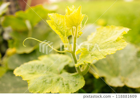 Green leaves of planted cucumbers in greenhouse 118881609