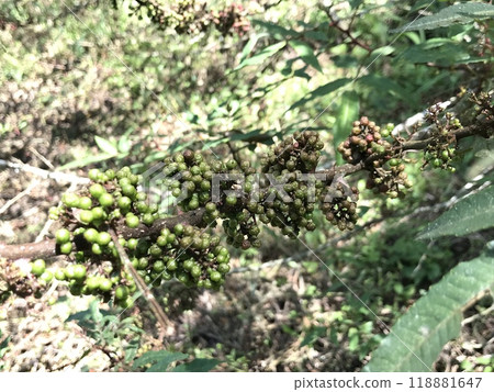 Spices called andaliman or Zanthoxylum acanthopodium DC. Ready to be harvested and sold immediately. 118881647