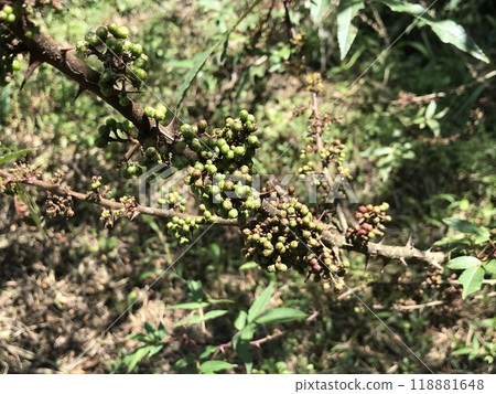 Spices called andaliman or Zanthoxylum acanthopodium DC. Ready to be harvested and sold immediately. 118881648