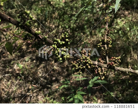 Spices called andaliman or Zanthoxylum acanthopodium DC. Ready to be harvested and sold immediately. 118881651