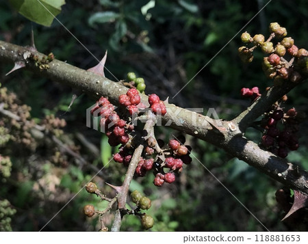 Spices called andaliman or Zanthoxylum acanthopodium DC. Ready to be harvested and sold immediately. Spices called andaliman or Zanthoxylum acanthopodium DC. Ready to be harvested and sold immediately. 118881653