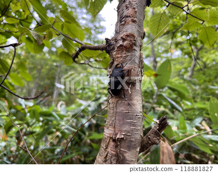 A daytime giant stag beetle at the foot of Mt. Hiuchigatake is sucking the sap of a birch tree. A daytime giant stag beetle at the foot of Mt. Hiuchigatake is sucking the sap of a birch tree. 118881827