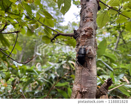A daytime giant stag beetle at the foot of Mt. Hiuchigatake is sucking the sap of a birch tree. A daytime giant stag beetle at the foot of Mt. Hiuchigatake is sucking the sap of a birch tree. 118881828