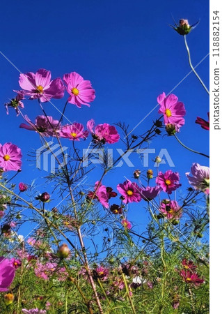 發光在藍天的波斯菊 118882154