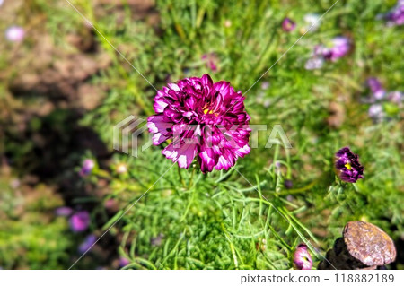 Beautiful blooming cosmos flowers Beautiful blooming cosmos flowers 118882189