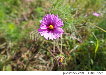 美麗的粉紅色波斯菊盛開 118882224