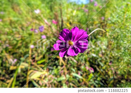開花在秋天領域的桃紅色波斯菊 118882225