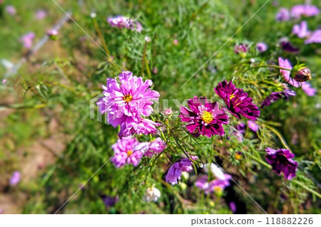 開花在領域的桃紅色波斯菊 118882226