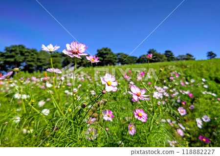 宇宙在風中搖曳 118882227