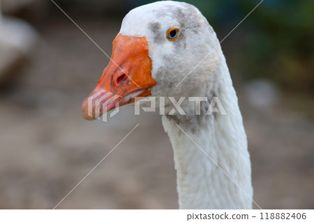 Close up head White goose in garden 118882406