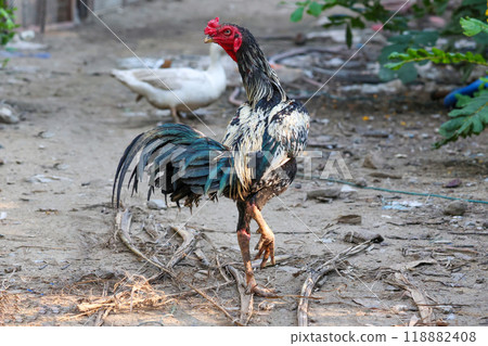 The fighting cock in garden nature farm 118882408