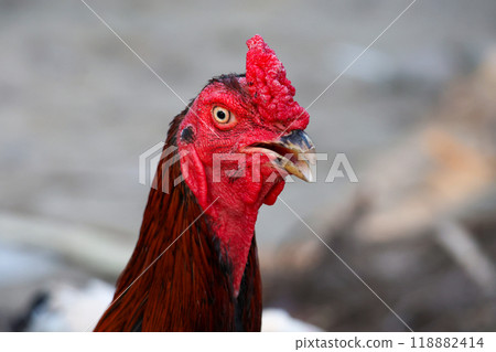 The fighting cock in garden nature farm The fighting cock in garden nature farm 118882414