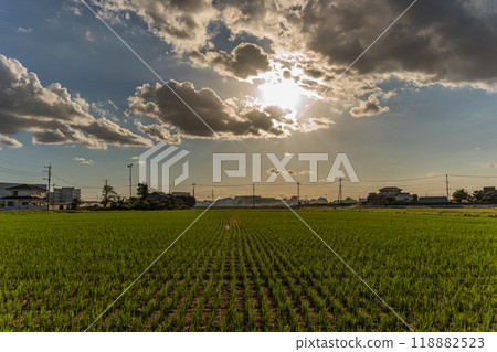 Sunset, rice fields and sky Sunset, rice fields and sky 118882523