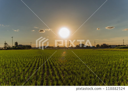 Sunset, rice fields and sky Sunset, rice fields and sky 118882524