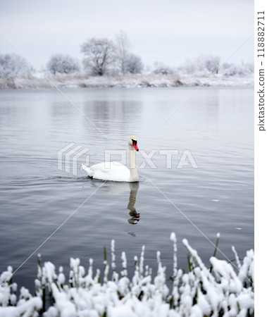 Alone white swan swim in the winter lake water in sunrise time 118882711