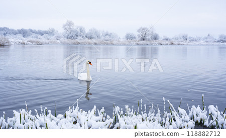 Alone white swan swim in the winter lake water in sunrise time 118882712