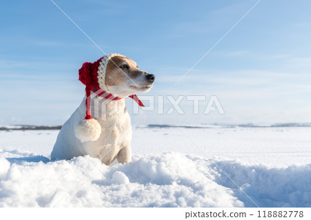 White jack russel terrier puppy in santa's red hat White jack russel terrier puppy in santa's red hat 118882778