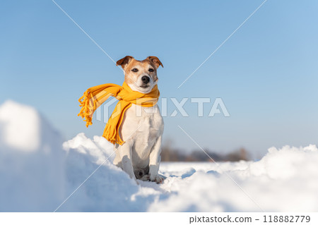 White jack russel terrier puppy in stylish yellow scalf White jack russel terrier puppy in stylish yellow scalf 118882779