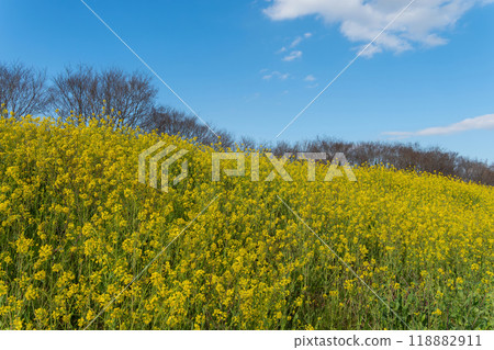 油菜花將整個奧卡染成黃色 118882911