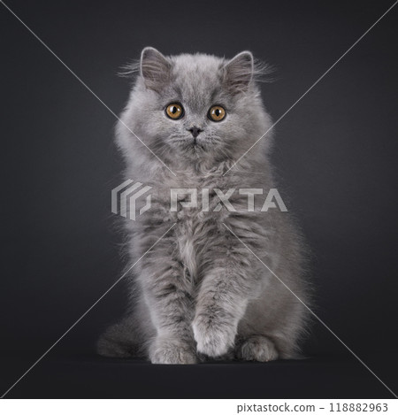 British Longhair cat on black background British Longhair cat on black background 118882963