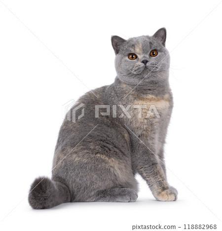British Shorthair cat on white background British Shorthair cat on white background 118882968